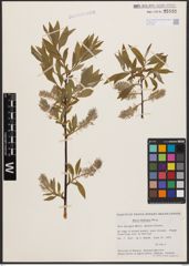 Salix bebbiana Sarg.